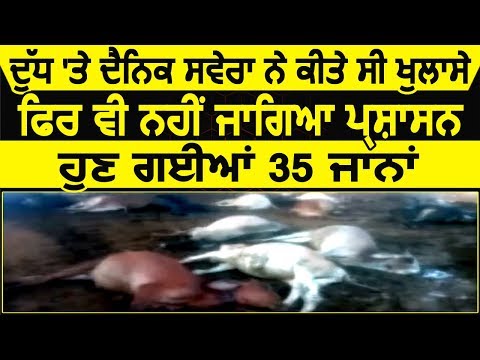 Milk पर Dainik Savera ने किए थे बड़े खुलासे, नहीं की प्रशासन ने कारवाई तो गई 35 जाने