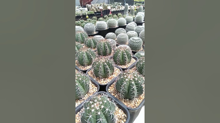 เสน่ห์ของนางคือหนามอันแหลมคม#cactus #ตะบองเพชร