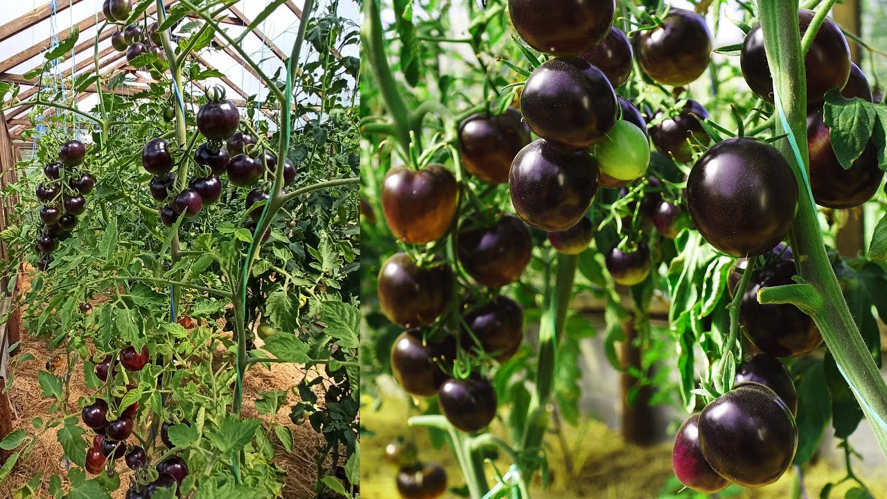 ЭТИ ТОМАТЫ СТОИТ ПОСАДИТЬ!