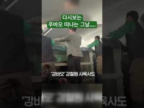 푸바오 떠나는 그날 한국과 중국 #푸바오 #안녕 #이별 #판다 #팬더