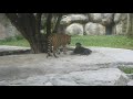 rottweiler vs tiger