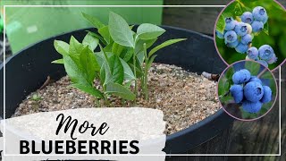 How to Grow Blueberries From Cuttings | Propagating Blueberries