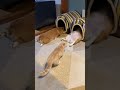 泥のように眠るコーギー兄妹に戸惑うマンチカン【犬と猫】#Shorts　Cat confused by dogs