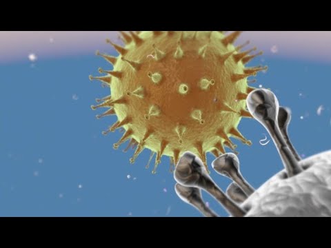 The Myriad Sorts Of The Coronavirus 1