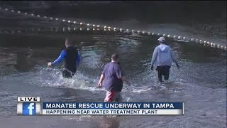MANATEE RESCUE OPERATION in Town N Country - LIVE AT 930AM