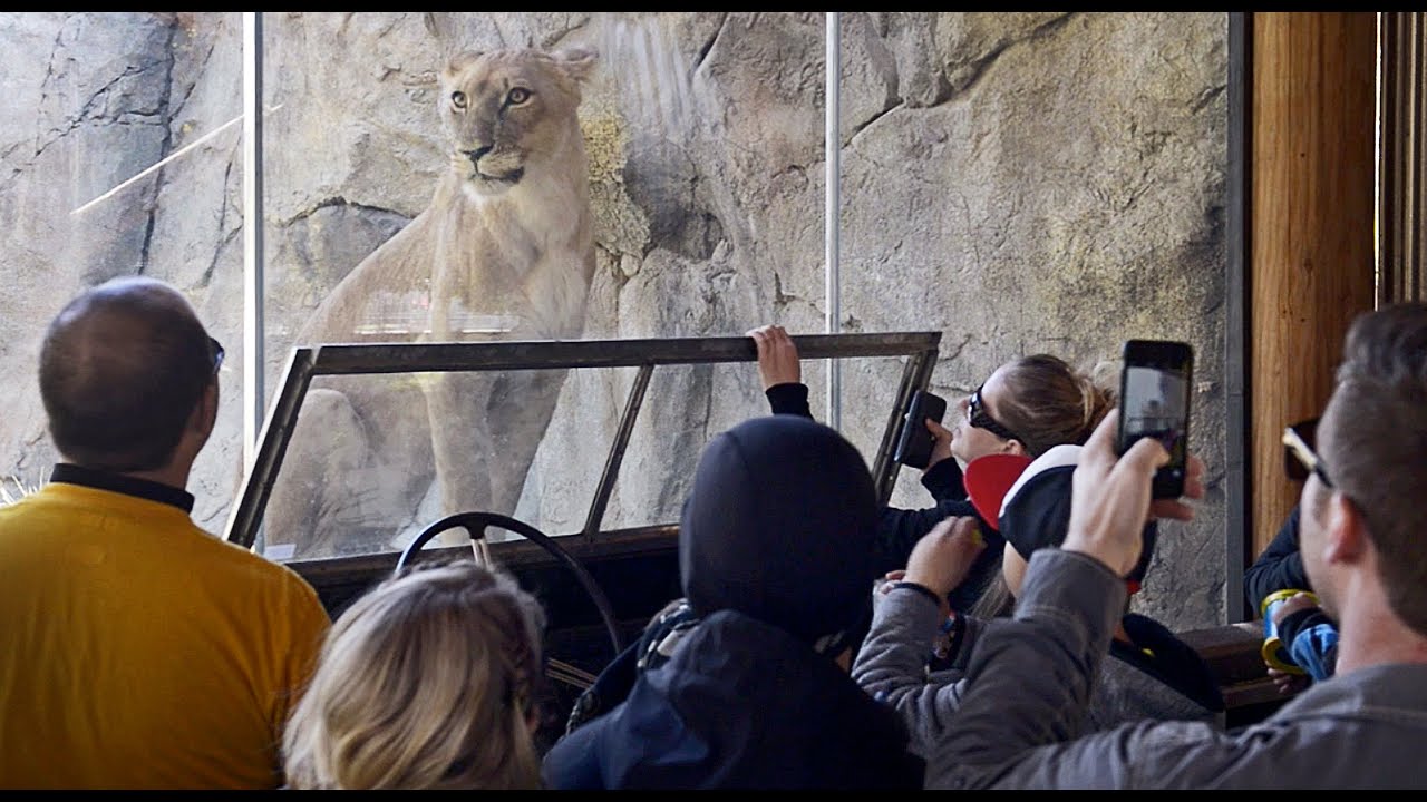 Fresno zoo's lions remain 'spoiled' despite cooler temperatures