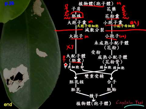 什么是果子植物 什么是被子植物 健康跟著走 什么是果子植物 什么是被子植物 健康跟著走