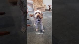 Boo learns a new trick! #dog #labradoodles #dogs #clothing #tricks