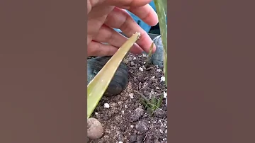 Алое в воде, реабилитация гниющих корней #алоэвера