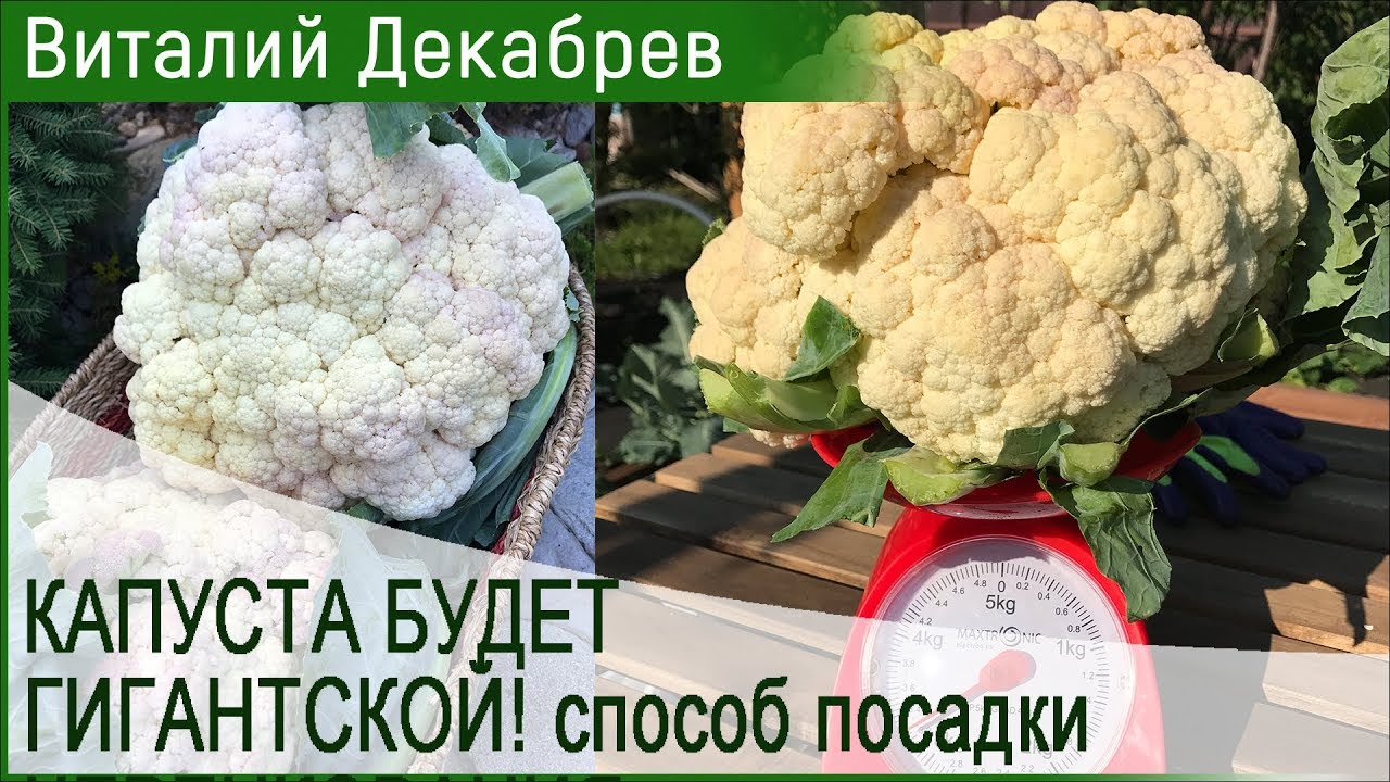 КАПУСТА БУДЕТ ГИГАНТСКОЙ! Секреты посадки.