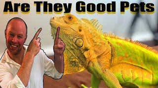 What to know For Iguana Care  cool and crazy FACTS