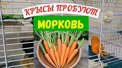 КРЫСЫ ПРОБУЮТ МОРКОВЬ