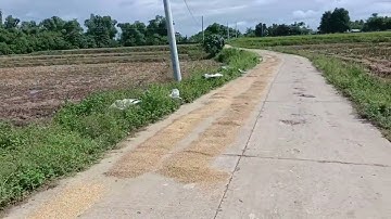 Roxas, Isabela - Estimating rice yield Part 8, Weather Disturbance