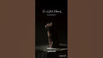 تلاوة خاشعة تريح القلب قرآن Quran تلاوات تلاوة خاشعة قرآن قرآن كريم قران كريم 