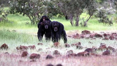 CARTA: The Role of Hunting in Anthropogeny: Jill P...