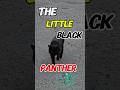 i found little black panther 🐈‍⬛ #cat #britishshorthair #catlovers #animallovers #straycat #trending