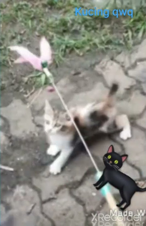 the cat is so cute/kucing yang lucu sekali reupload  from my sis vids and edit a little