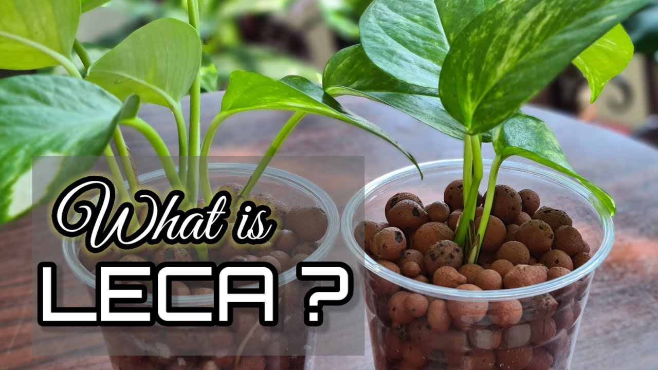 LECA Preparation Guide - What you need to know before transitioning a plant  to LECA — LECA Addict