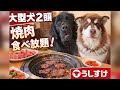 大型犬2頭が焼肉食べ放題！何人前食べたでしょう？うしすけ☆ニューファンドランド&アラスカンマラミュート子犬