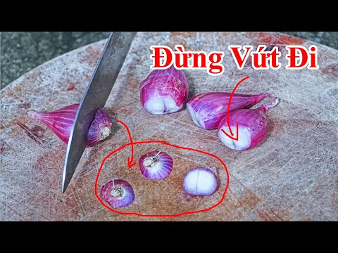 Video Củ Hành Khô Đừng Vứt Bỏ Phần Này Đi , Nó Có Công Dụng... - youtube