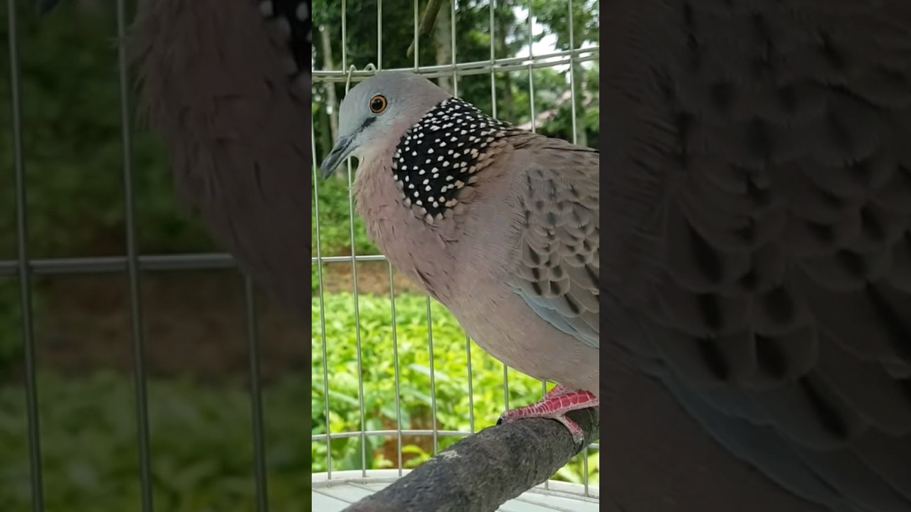 tiếng chim gáy gọi hay giọng gáy cực chuẩn || Chim Cu Gáy