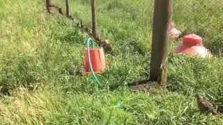 Raising Pheasants 6 weeks flyways