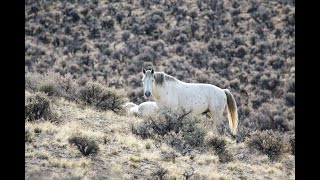 The Legacy of Idaho&#39;s Wild Horse Herds