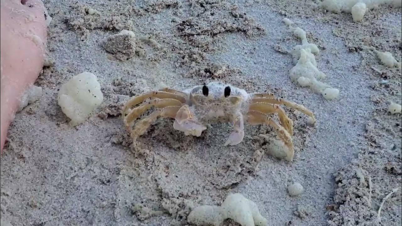 Cute Crab Wiping Eyes YouTube