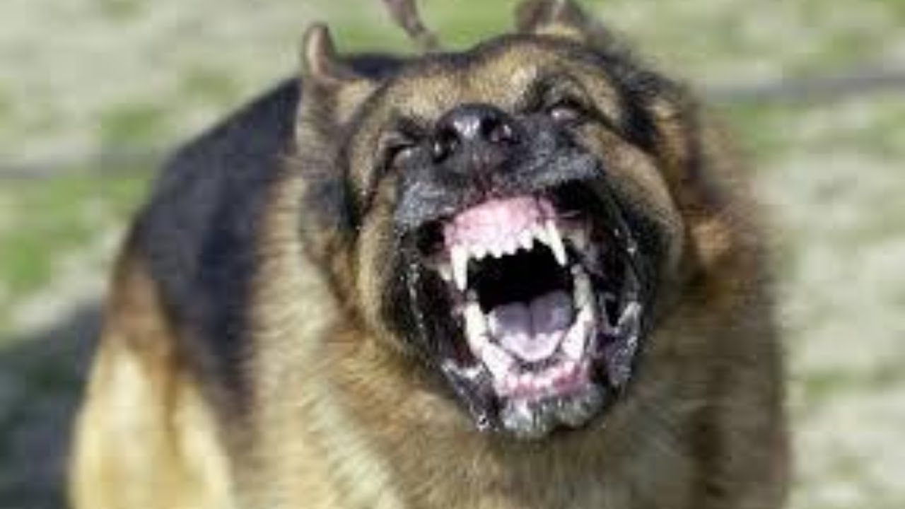 Top 10 Most Aggressive Dogs That Can Kill Humans Within Minutes Dangerous Dogs Dog Attack Aggressive Dog