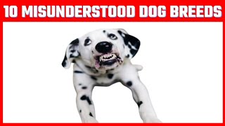 10 MISUNDERSTOOD DOG BREEDS by Aiamazing Top 10 447 views 1 year ago 7 minutes, 48 seconds