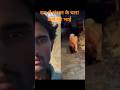 संभल के चला करो मेरे भाई रात में 🦁🦁 #ytshorts #shorts #shortsvideo #viral