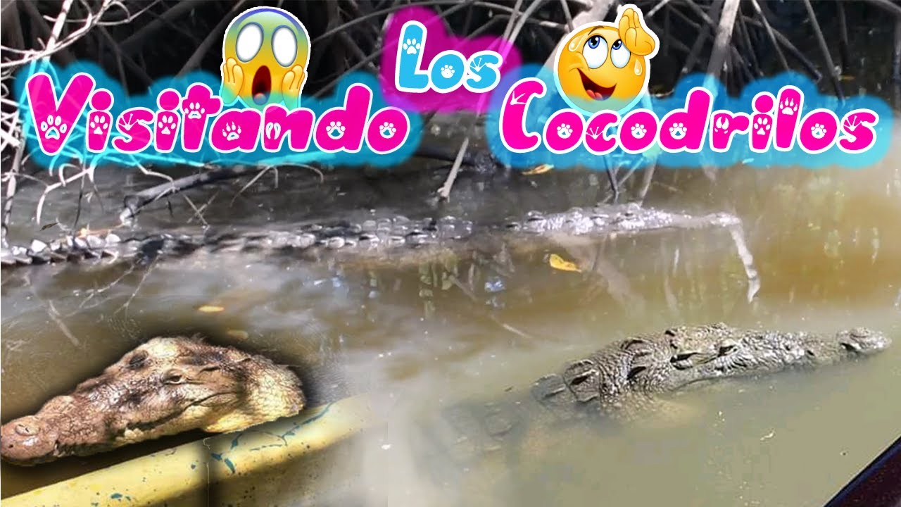 😮Visitamos el Manglar de los Cocodrilos y Lagartos 😱 Playa Barra de ...