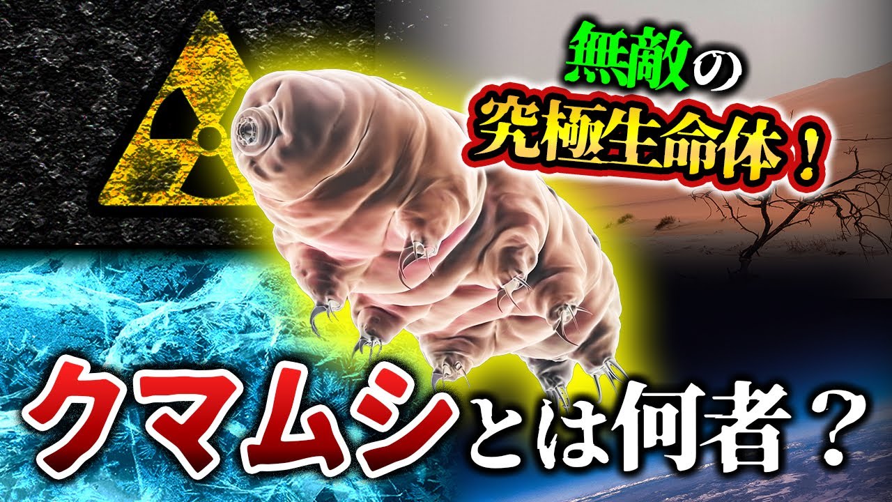【ゆっくり解説】究極生物!無敵のクマムシとは何者か?!その生態と進化に迫る - YouTube