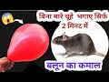          kitchen tips  get rid mouse  chuhe ghagane ka tarika