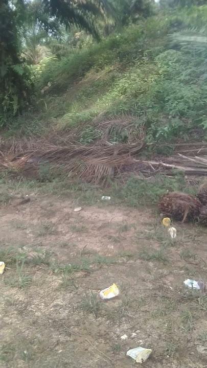 14-day rotation harvest