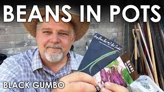 How to Grow Beans in a Pot || Black Gumbo