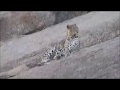 Leopardess with her 3 Cubs - Jawai Safari's