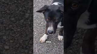 Сочи , нападение дикого волка #trending #собака #волк #top #юмор #природа #звезды #trendingshorts