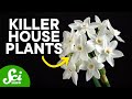 9 Poisonous Plants You Might Have Around Your House