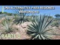 Cultivo de agaves: una alternativa en regiones rurales marginadas parte 2