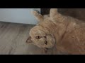 Funny Cat - Разговорчивая Британская Кошка  - One Day Сat