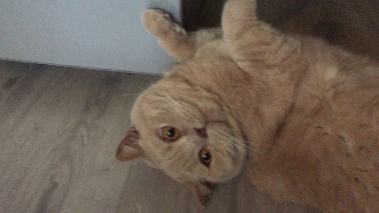 Funny Cat - Разговорчивая Британская Кошка - One Day Сat - YouTube