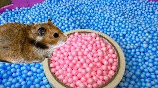 Pool Maze for Hamster - Rainbow Pyramid Escapes Creative Maze for Pets in real life Hamster Stories