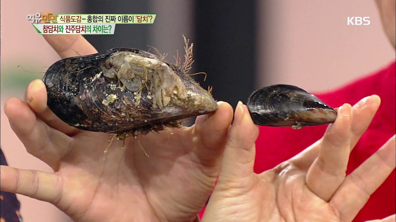 여유만만 – “식품도감 – 홍합의 진짜 이름이 ‘담치’?” 참담치와 진주담치의 차이는? - YouTube