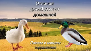 Отличия домашней утки от дикой. Плюсы и минусы содержания.