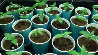 VaderVision - Cannapocalypse Day 8