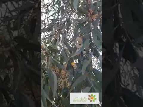 أشجار الكينا صباح اليوم في صنوان