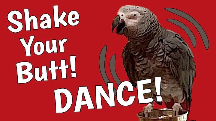 Einstein Parrot shakes his butt and dances