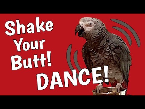 einstein-parrot-shakes-his-butt-and-dances