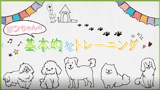 「犬の基本的なしつけ（家庭犬トレーニング）🐾」の動画サムネイル